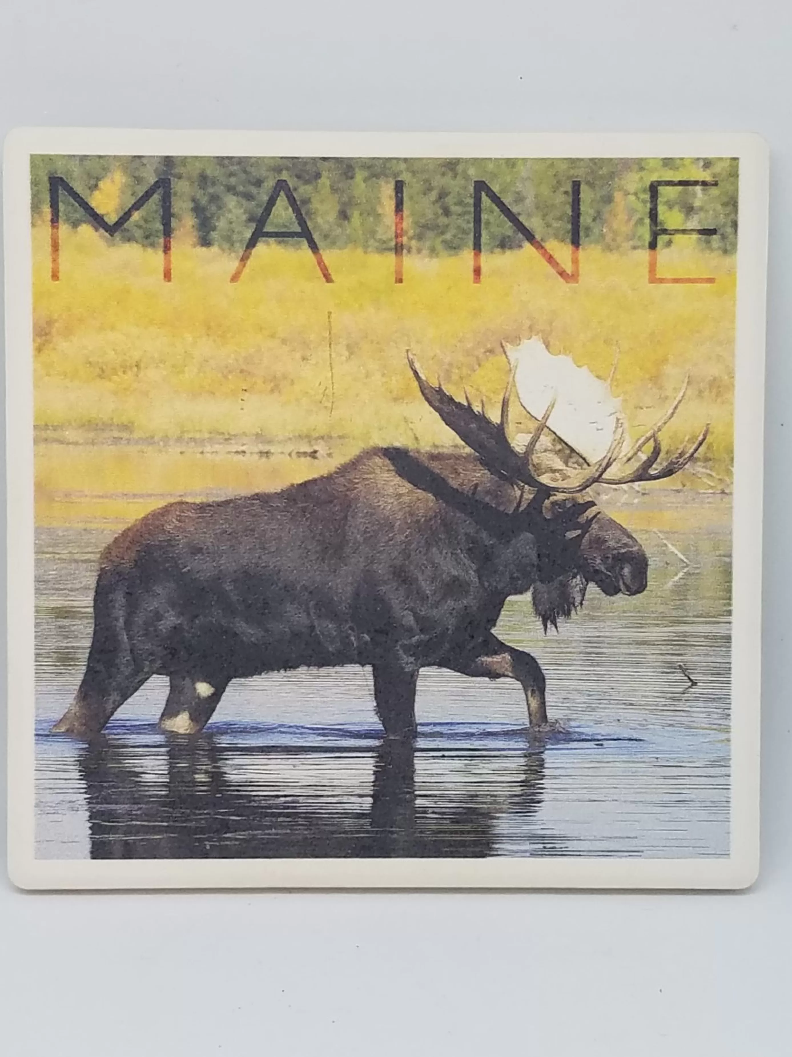 Christmas Vacation Coasters<Moose In Water Coaster